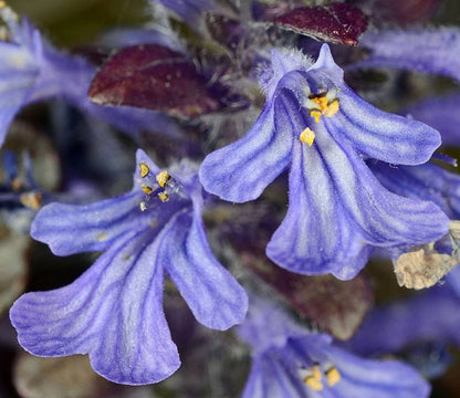 Ajuga Reptans Flower seeds for Planting Premium Quality Heirloom & GMO Free Seeds for Home Garden