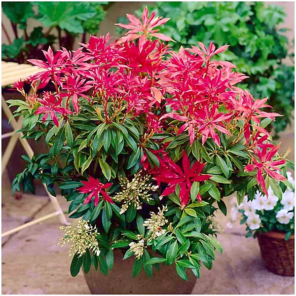 Red Photinia Flower seeds for Planting Bright Blooms, Heirloom & GMO Free Seeds for Home Garden seeds for home gardening