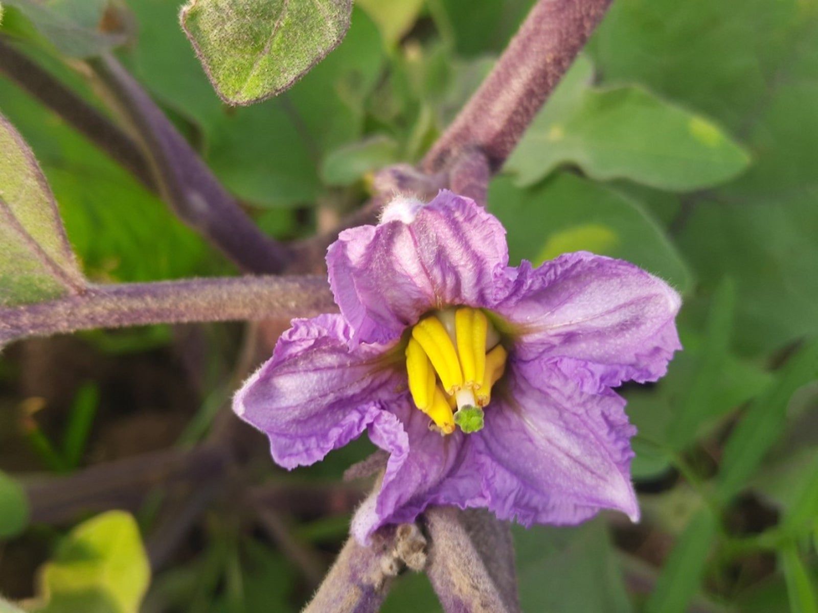 Lavender Eggplant Flower seeds for Planting Long Bloom Season, Heirloom & GMO Free Seeds for Home Garden seeds for planting