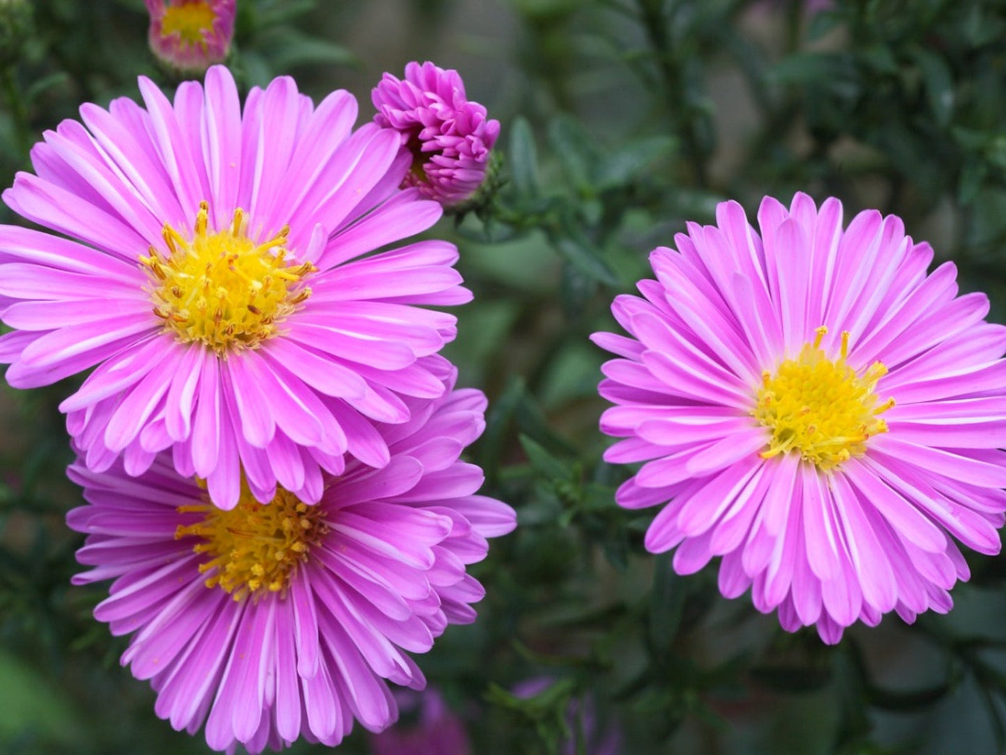 Heirloom Aster Flower seeds for Planting Wildflower Mix Heirloom & GMO Free Seeds for Home Garden