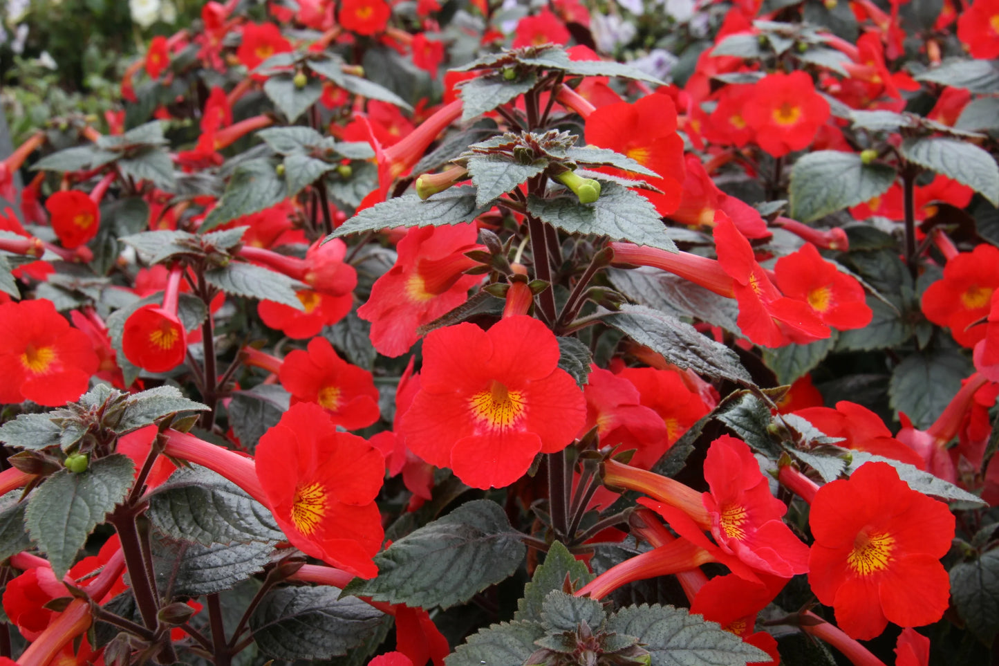 Heirloom Achimenantha Flower seeds for Planting Low Maintenance Heirloom & GMO Free Seeds for Home Garden