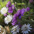 Xeranthemum annum Flower seeds for Planting Easy to Grow, Heirloom & GMO Free Seeds for Home Garden seeds for planting