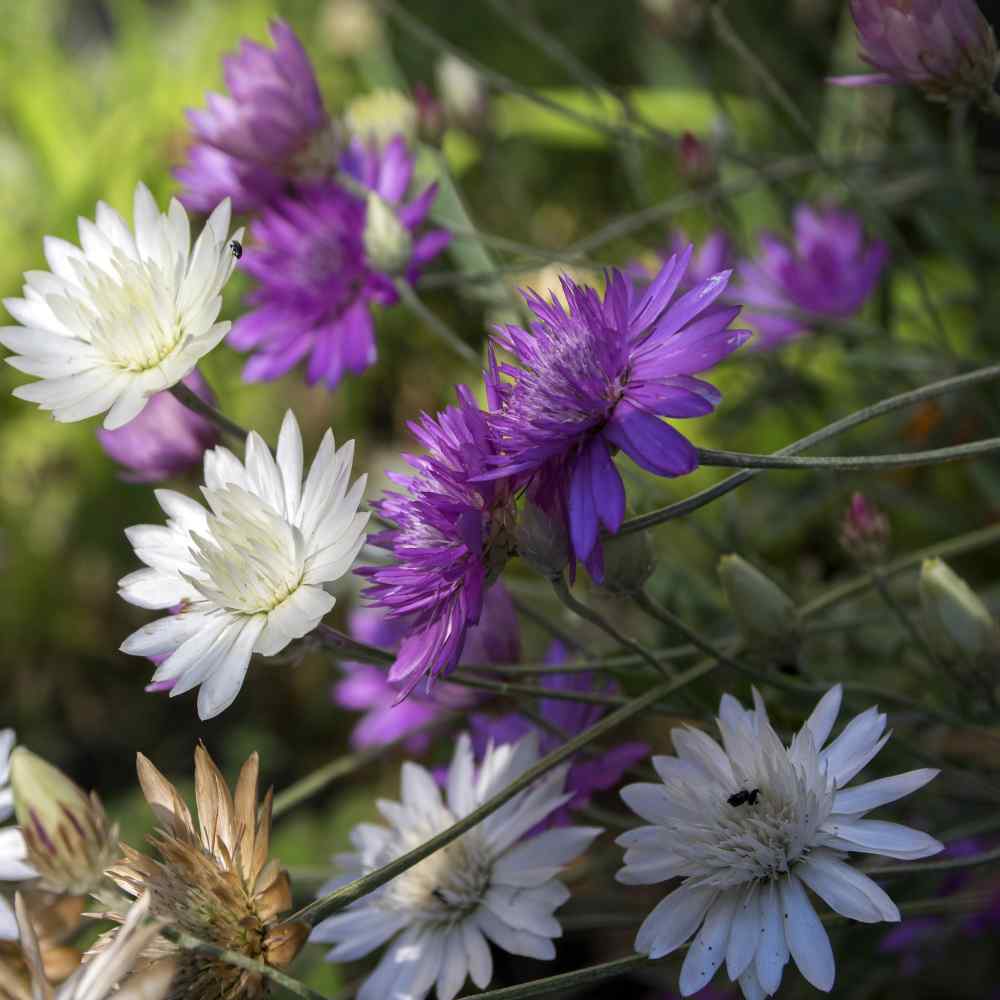 Xeranthemum annum Flower seeds for Planting Easy to Grow, Heirloom & GMO Free Seeds for Home Garden seeds for planting