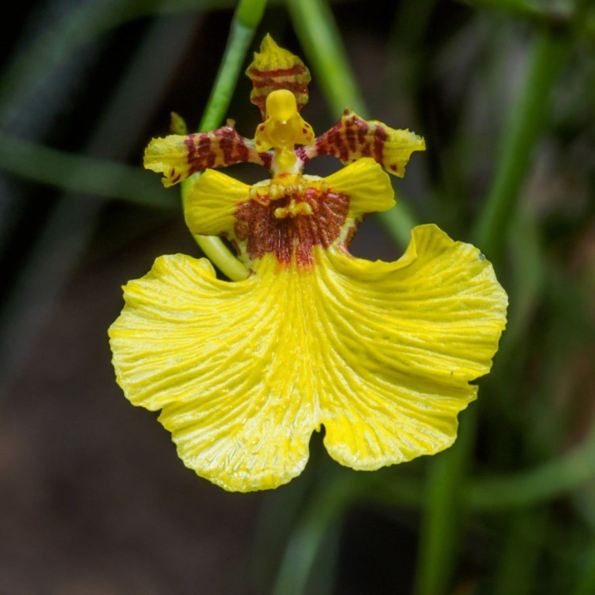 Butterfly Orchids Yellow Brown Flower seeds for Planting Cottage Garden Essential, Heirloom & GMO Free Seeds for Home Garden vegetable and garden seeds