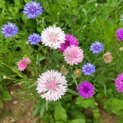 Cornflower Polka Dot Flower seeds for Planting Long Bloom Season Heirloom & GMO Free Seeds for Home Garden