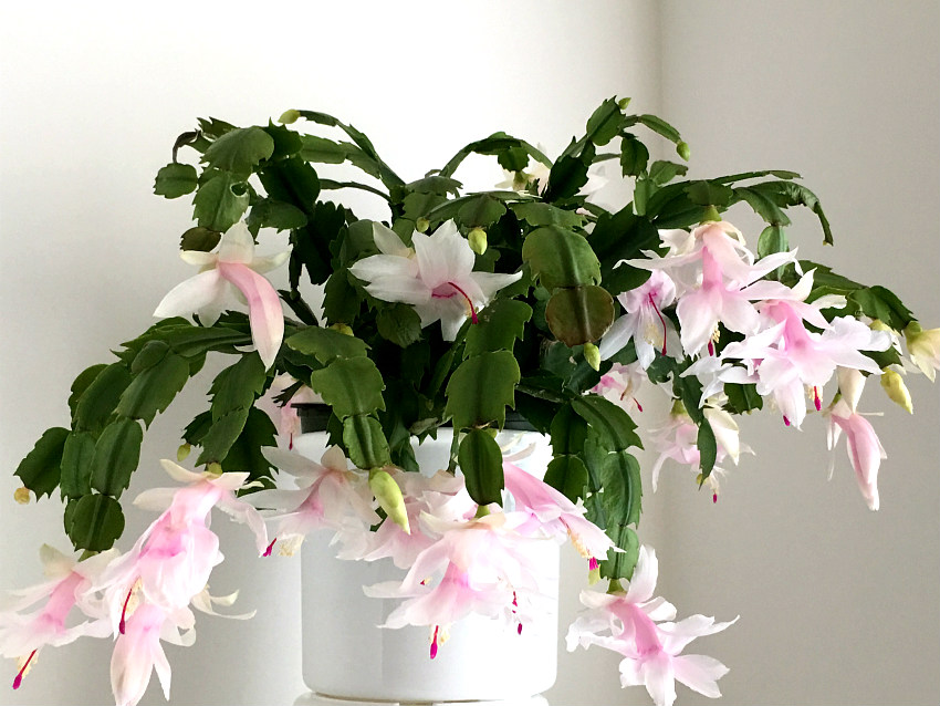 High quality Light Pink Schlumbergera Flower seeds for Planting Wildflower Mix, Heirloom & GMO Free Seeds for Home Garden seeds pack