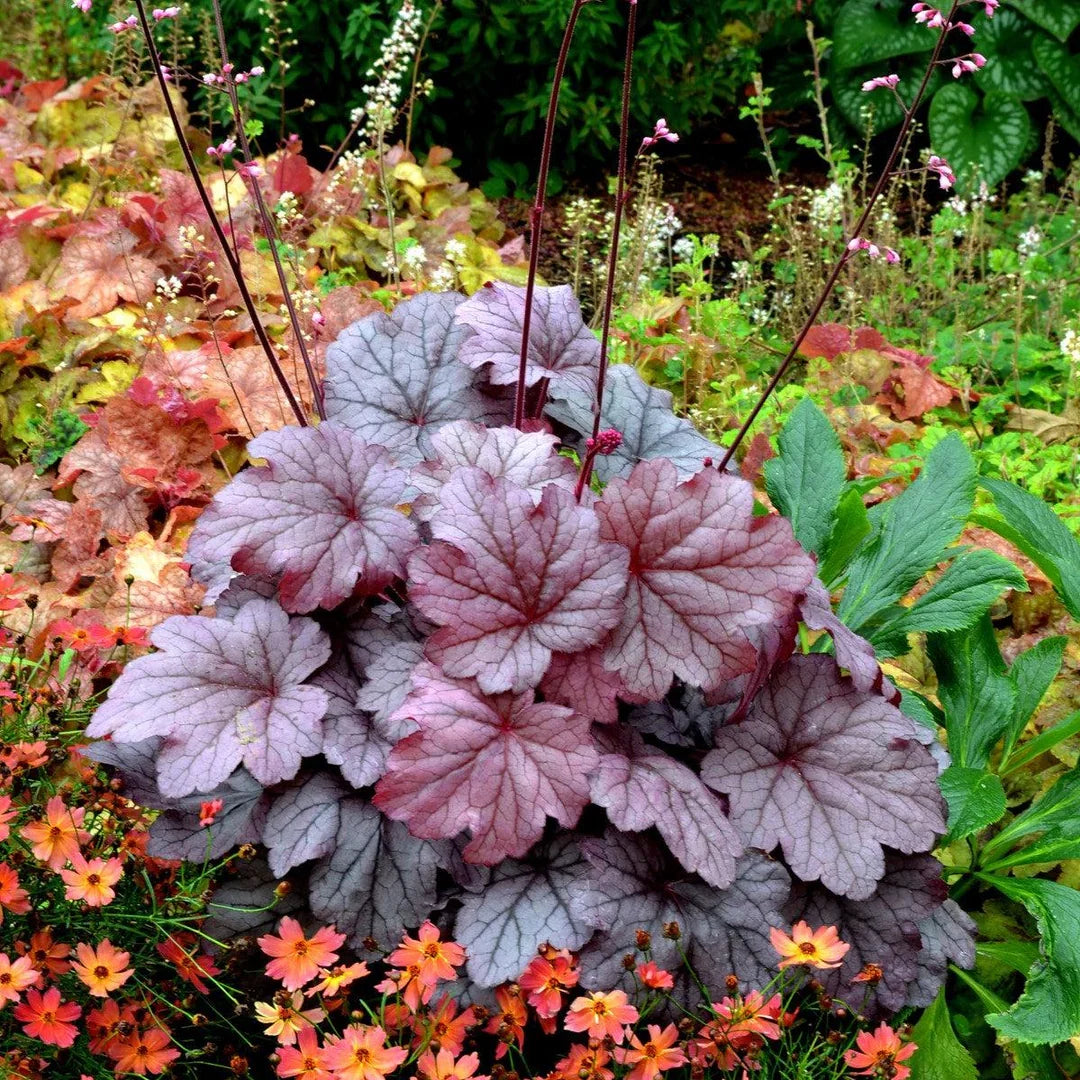 Mixed Heuchera Coral Flower seeds for Planting Perfect for Borders Heirloom & GMO Free Seeds for Home Garden