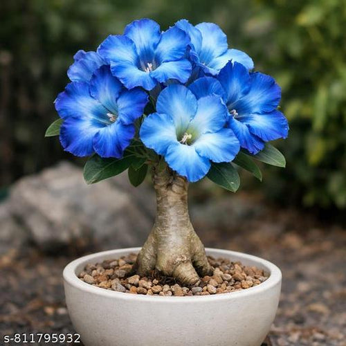 Blue Adenium Bonsai Flower seeds for Planting Drought Tolerant, Heirloom & GMO Free Seeds for Home Garden seeds for planting
