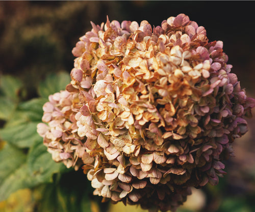 Premium Brown Hydrangea Flower seeds for Planting Seasonal Bloomer, Heirloom & GMO Free Seeds for Home Garden seeds