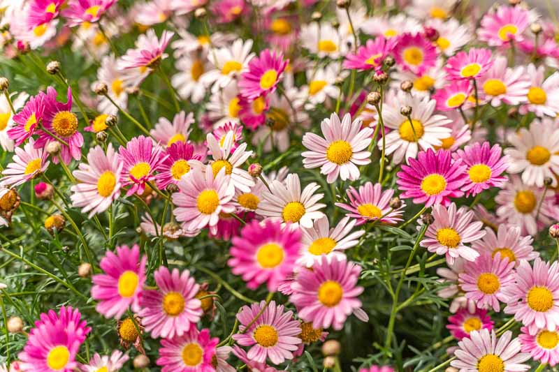 Mixed Argyranthemum Flower seeds for Planting Cut Flower Favorite, Heirloom & GMO Free Seeds for Home Garden seeds for planting