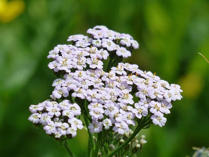 Yarrow Flower seeds for Planting Seasonal Bloomer Heirloom & GMO Free Seeds for Home Garden