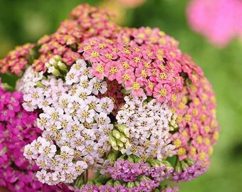 Yarrow Seeds Germinating in Sunny Garden Soil