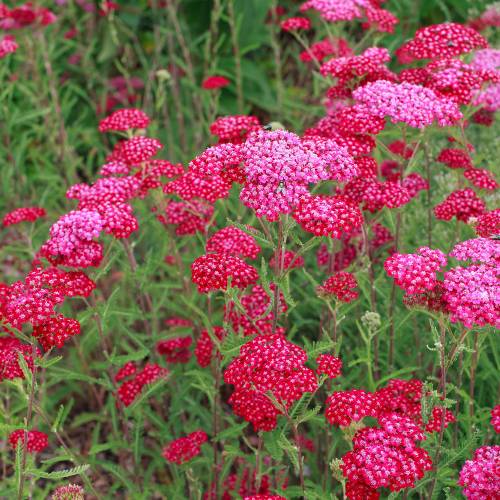 High quality Pink Cerise Flower seeds for Planting Cottage Garden Essential, Heirloom & GMO Free Seeds for Home Garden seeds pack