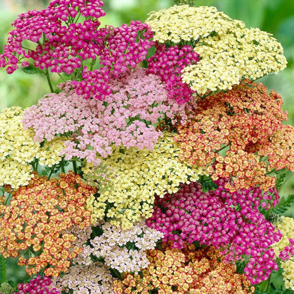 Young Yarrow Seedlings Growing in Full Sun