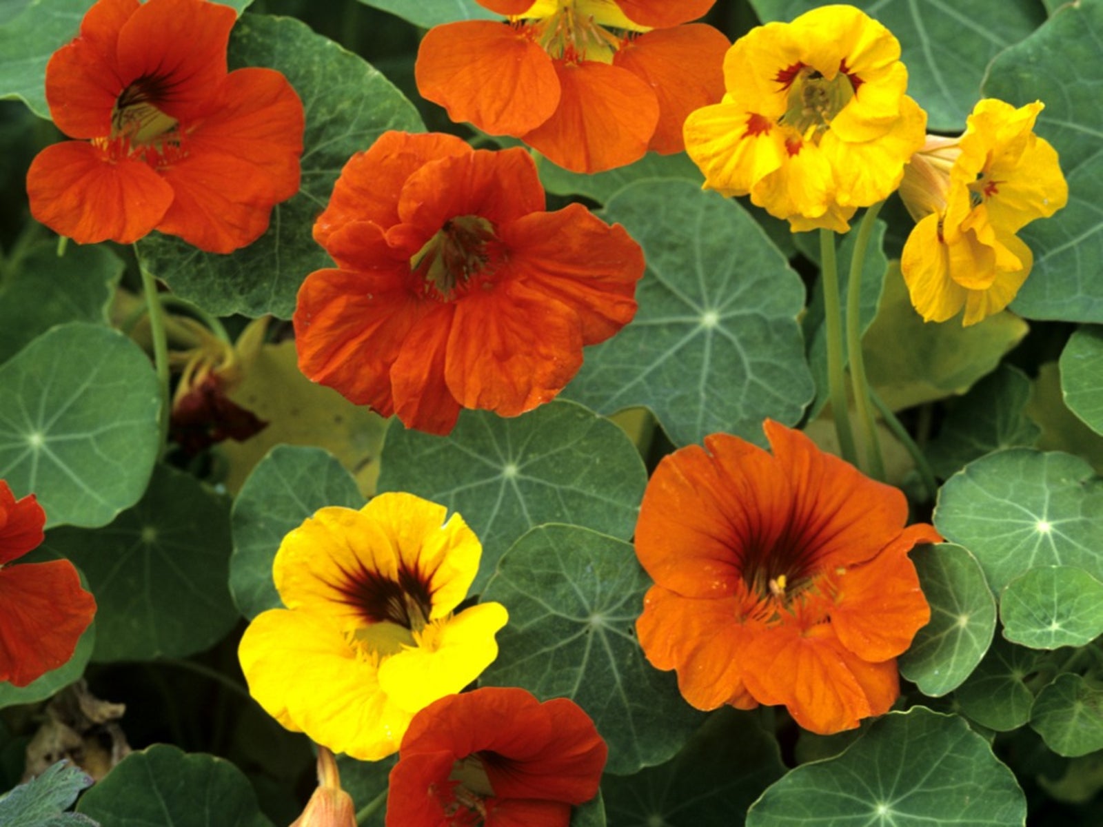 High quality Nasturtium Flower seeds for Planting Cottage Garden Essential, Heirloom & GMO Free Seeds for Home Garden seeds pack