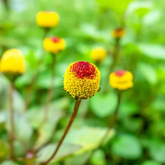 Yellow Acmella Oleracea Seeds for Planting in Gardens