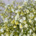 Light Yellow Gypsophila Flower seeds for Planting Vibrant Colors, Heirloom & GMO Free Seeds for Home Garden seeds for planting