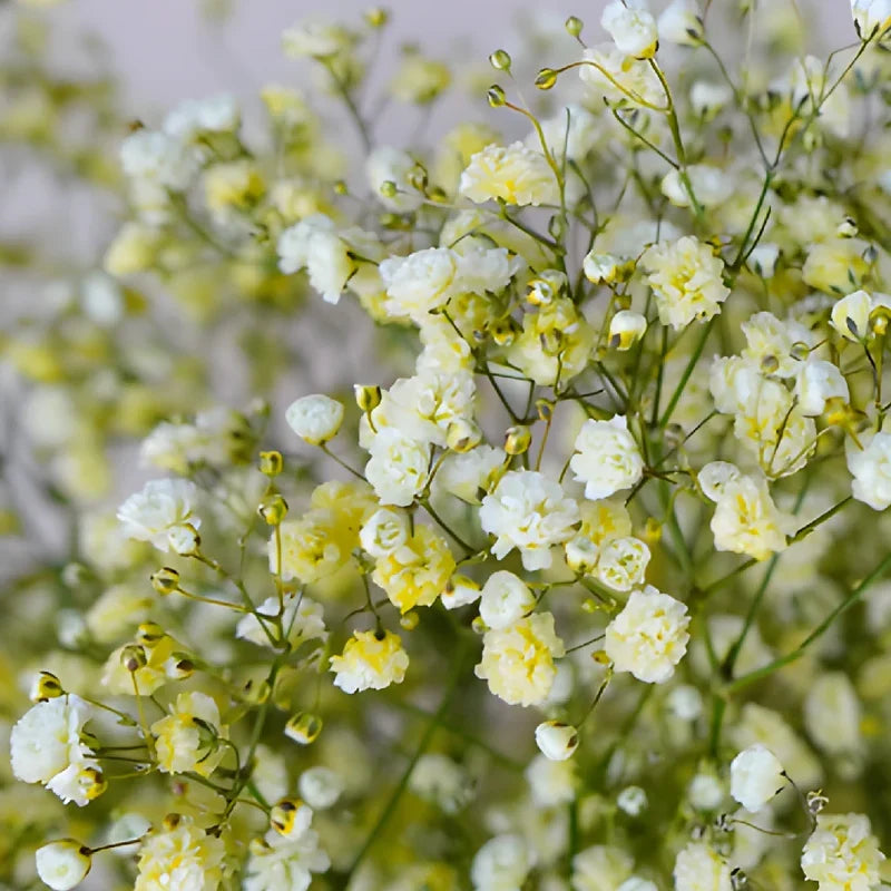 Light Yellow Gypsophila Flower seeds for Planting Vibrant Colors, Heirloom & GMO Free Seeds for Home Garden seeds for planting