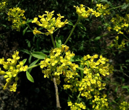 Yellow Aubrieta flowers used as ground cover in garden beds