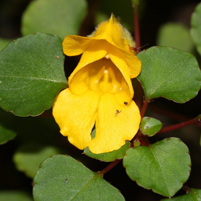 Yellow Balsam Flower Seeds for Planting