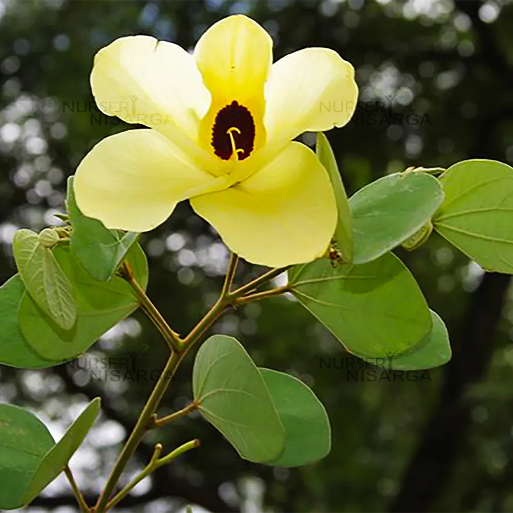 Cytisus Battandieri Flower seeds for Planting Cut Flower Favorite, Heirloom & GMO Free Seeds for Home Garden Sale seeds for planting