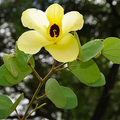 Cytisus Battandieri Flower seeds for Planting Cut Flower Favorite, Heirloom & GMO Free Seeds for Home Garden Sale seeds for planting