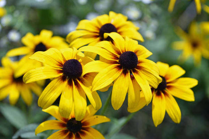 Bright yellow Black Eyed Susan flowers close-up