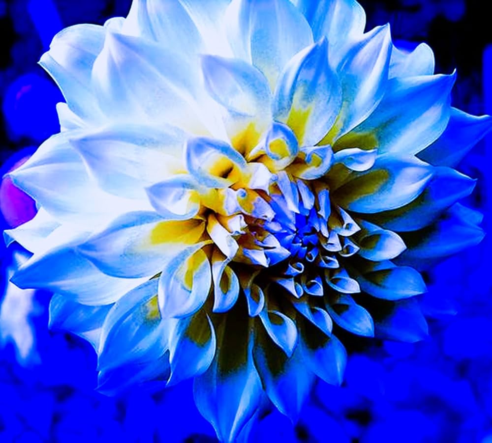 Yellow and Blue Dahlia Seeds for Planting