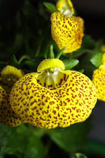 Calceolaria Purse Flower seeds for Planting Fragrant Blossoms Heirloom & GMO Free Seeds for Home Garden