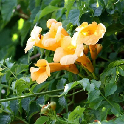 Yellow Campsis Radicans Flowers Growing on Trellis
