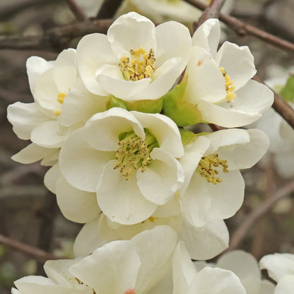 Yellow Chaenomeles seeds for planting flowering quince shrubs