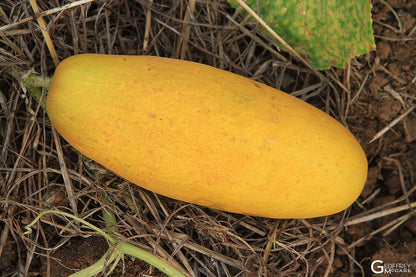 Fresh yellow cucumbers harvested from home garden seeds