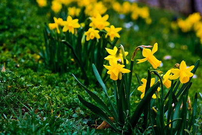Fresh Pale Yellow Daffodil Flowers in Bloom