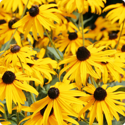 Yellow Echinacea seeds Echinacea purpurea ‘Yellow’ coneflower