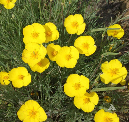 Yellow Eschscholtzia Seeds for Planting