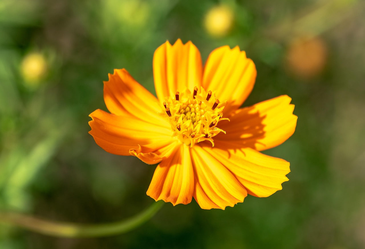 Cosmos Flower seeds for Planting Long Bloom Season Heirloom & GMO Free Seeds for Home Garden