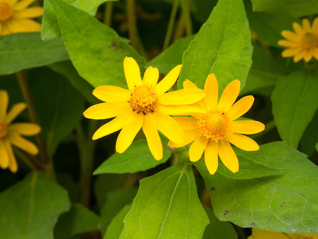 High quality Lemmonii Flower seeds for Planting Bright Blooms, Heirloom & GMO Free Seeds for Home Garden seeds pack