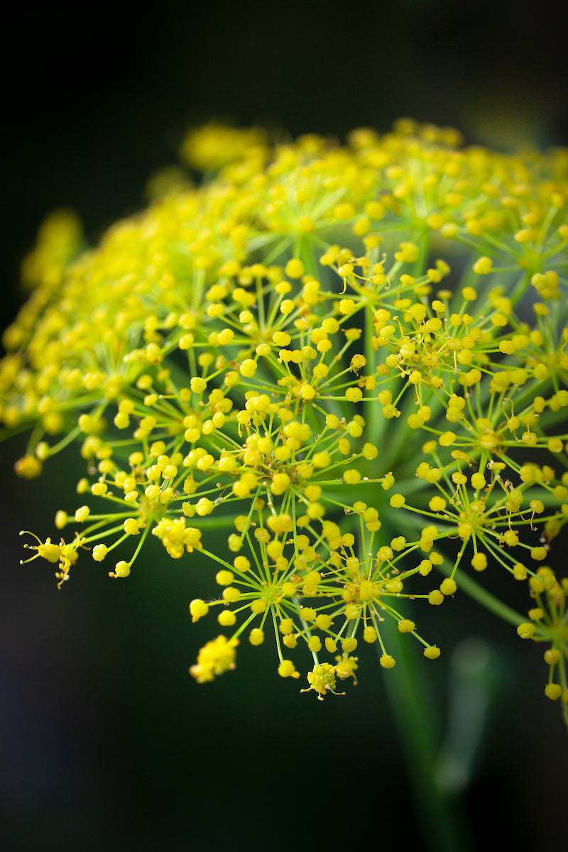 Yellow Heracleum Plant Seeds for Garden Planting