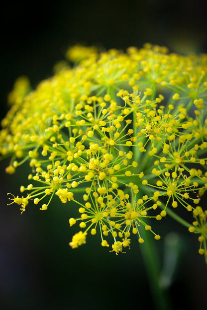 Yellow Heracleum Plant Seeds for Garden Planting
