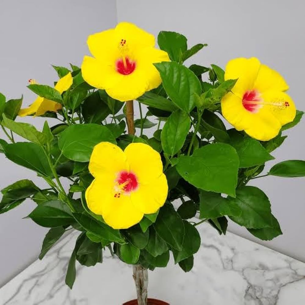 Yellow Hibiscus Seeds for Planting