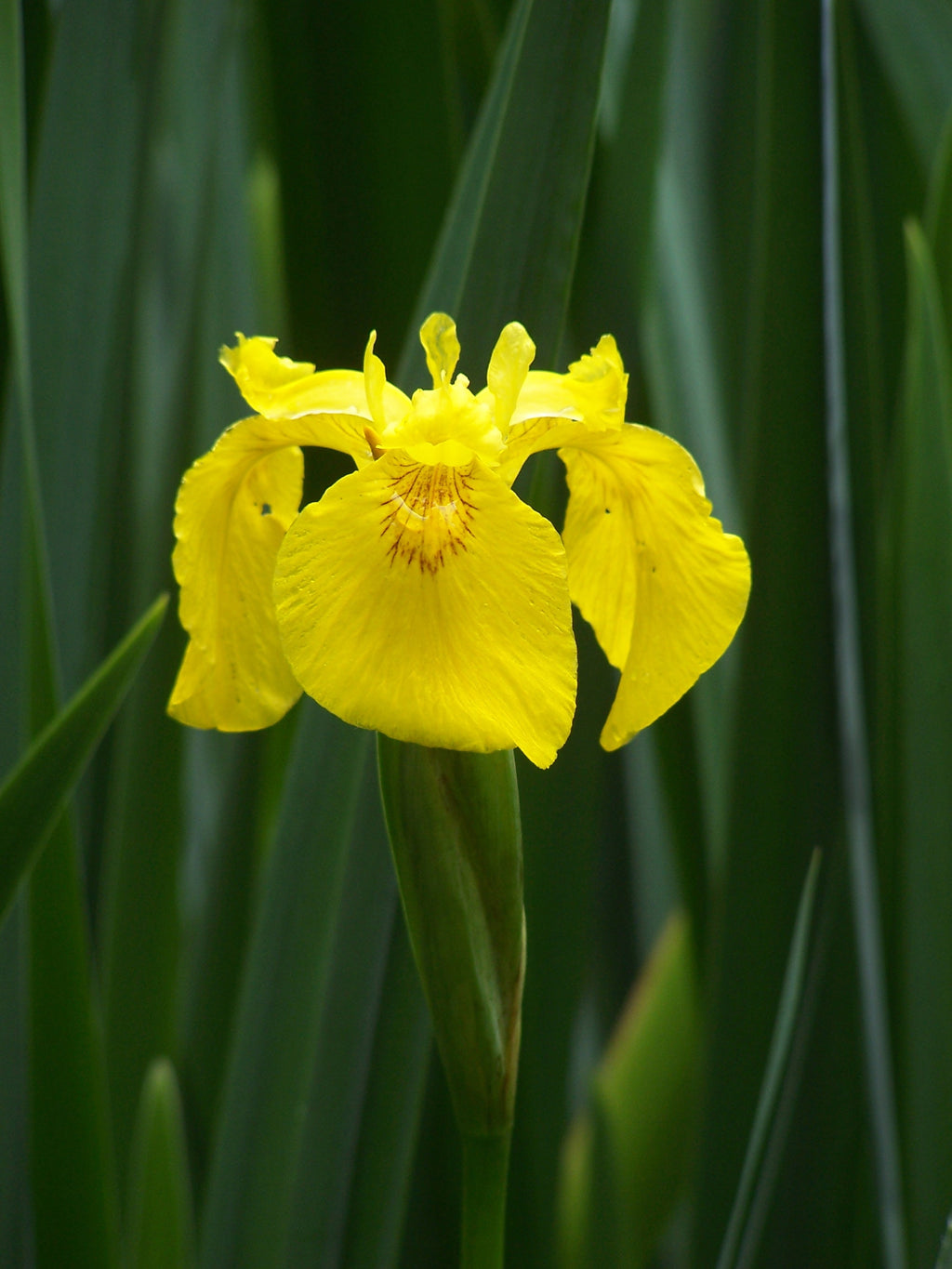 Flag Flower seeds for Planting Wildflower Mix, Heirloom & GMO Free Seeds for Home Garden vegetable and garden seeds