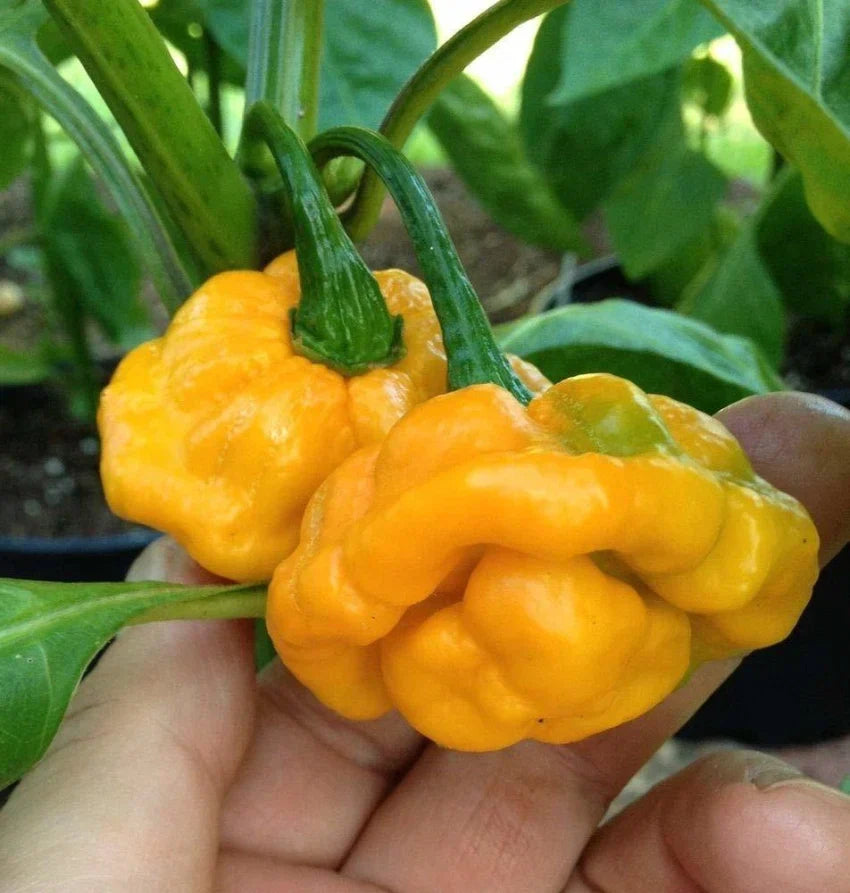 Yellow Jamaicano seeds for home vegetable garden planting