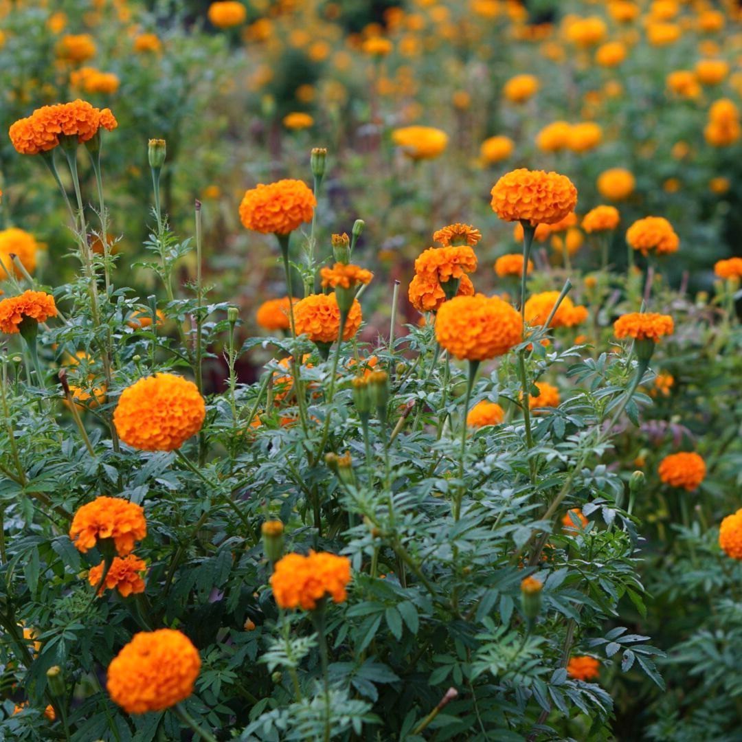Marigold Flower seeds for Planting - Wildflower Mix, Heirloom & GMO Free Seeds for Home Garden