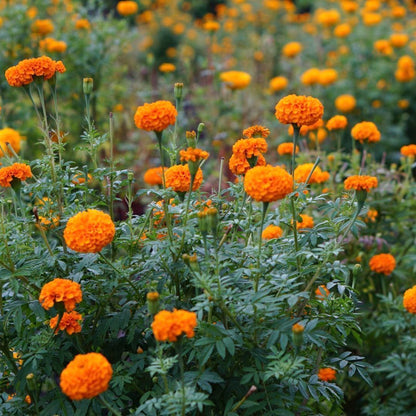 Marigold Flower seeds for Planting - Wildflower Mix, Heirloom & GMO Free Seeds for Home Garden