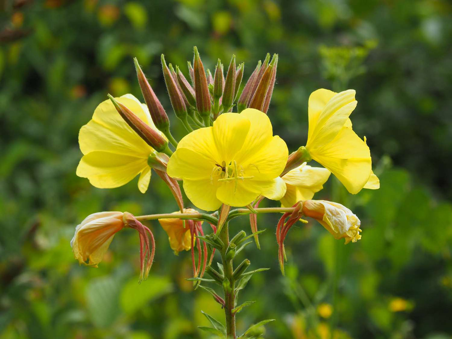 Yellow Bloom Seeds For Spartium Planting Flower