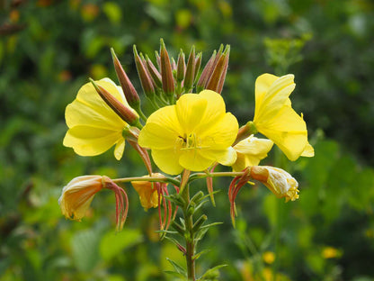Yellow Bloom Seeds For Spartium Planting Flower