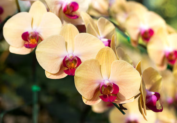 High quality Cream Phalaenopsis Orchid Flower seeds for Planting Bright Blooms, Heirloom & GMO Free Seeds for Home Garden seeds pack
