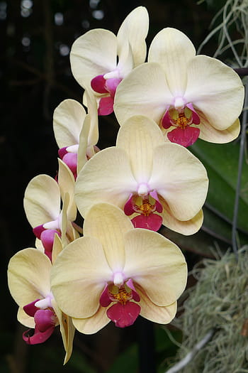 Cream Phalaenopsis Orchid Flower seeds for Planting Bright Blooms, Heirloom & GMO Free Seeds for Home Garden vegetable and garden seeds