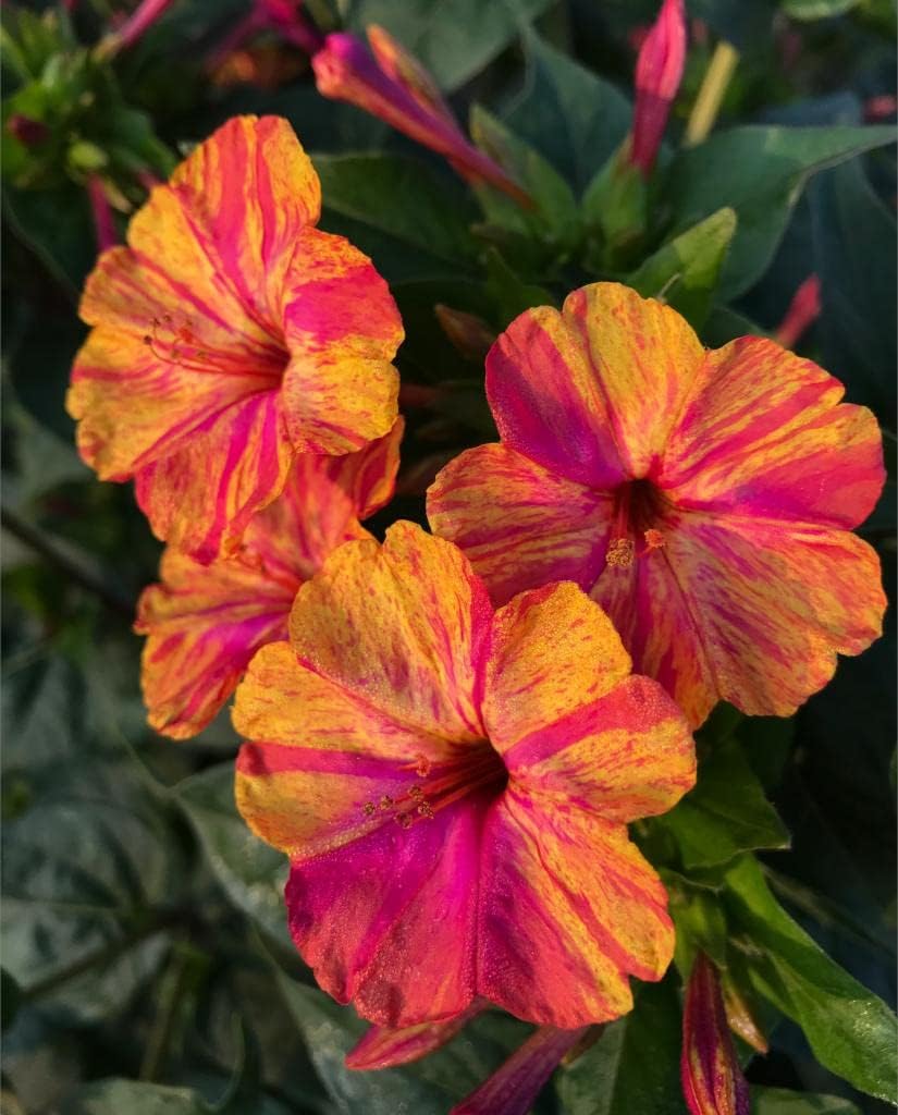 Yellow & Red Mirabilis Flower Seeds for Planting