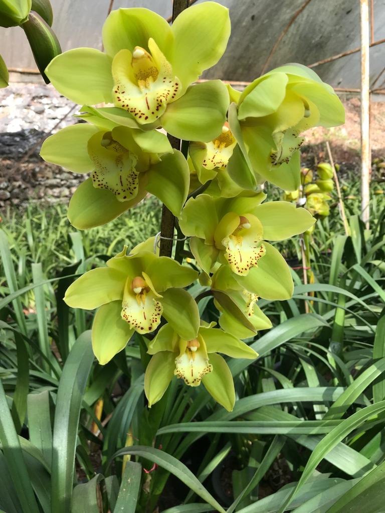 High quality Cream Cymbidium Flower seeds for Planting Pollinator Friendly, Heirloom & GMO Free Seeds for Home Garden seeds pack